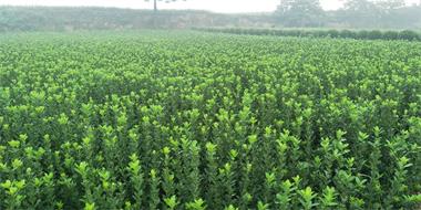 洛陽大葉黃楊基地